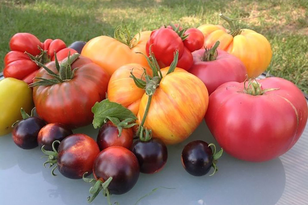 Fresh tomatoes from an urban farm